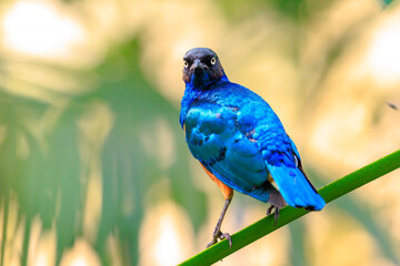 Superb starling Lamprotornis superbus perched