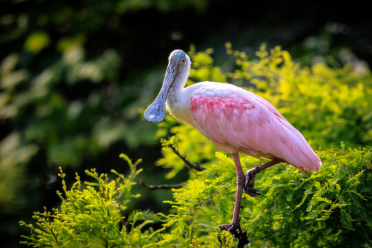 Closeup of a Roseate spoonbill Platalea ajaja perched in a tree