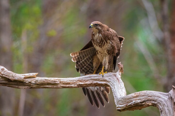 Common buzzard, Buteo Buteo, bird of prey perched