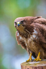 Common buzzard, Buteo Buteo, bird of prey perched