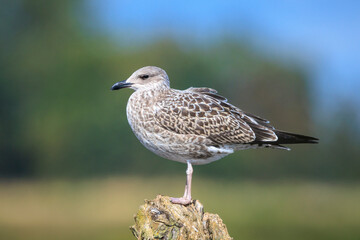 Lesser black-backed gull, Larus fuscus, perched