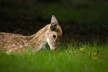 Kleines Reh Baby-Hirsch 