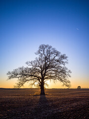 Oak Tree