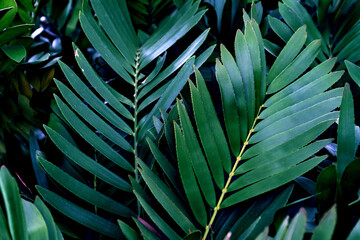 Green leaves pattern,leaf Zamia furfuracea in the forest