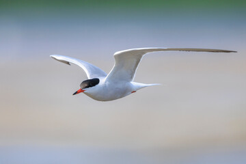 Common Tern, Sterna hirundo, hunting