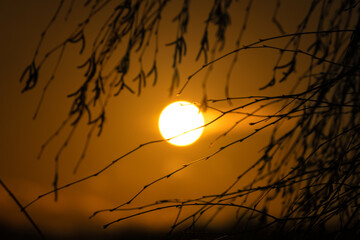 Sonne hinterm Ge&auml;st 