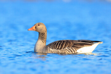 Greylag goose, Anser Anser, swimming in water