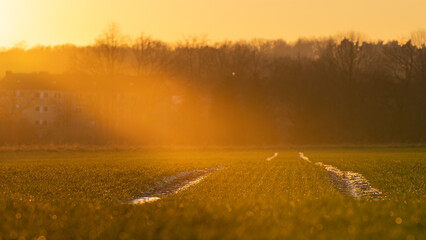 Sonnenlicht auf dem Feld 