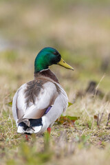 A male mallard dabling duck, Anas platyrhynchos, standing in grass,