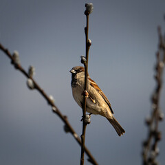 Ein Spatz auf dem Ge&auml;st 