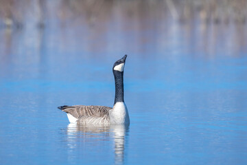 Canadian goose, Branta canadensis, washing
