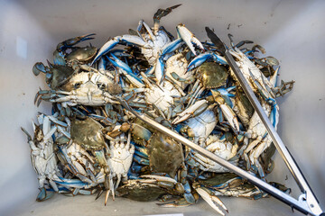 Top-down view many callinectes sapidus blue crabs - These crabs, native to the american atlantic coasts, are invading the world, causing countless issues such as preying on clams © Davide Zanin