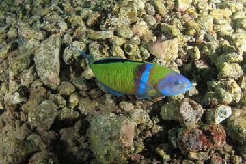 A greenish-coloured fish forages for food on the rocky seabed.