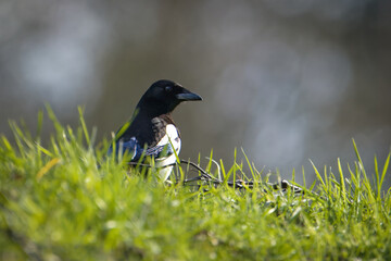 eine diebische Elster 