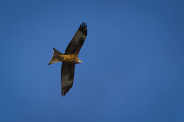 Ein Greifvogel in der Luft 