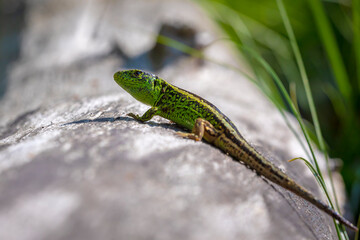 Sand lizard, Lacerta agilis, green male