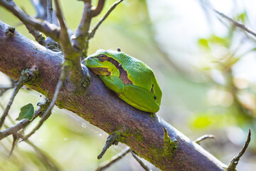 Closeup of a small European tree frog Hyla arborea or Rana arborea heating up in the sun.