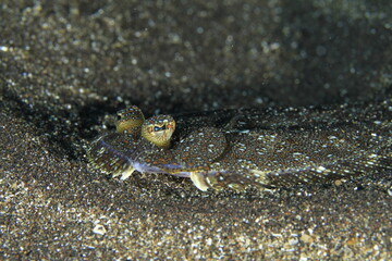 The flatfish is resting quietly on the sandy seabed, its big eyes wide open.