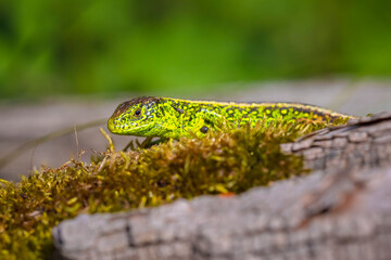 Sand lizard, Lacerta agilis, green male