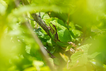 Closeup of a small European tree frog Hyla arborea or Rana arborea heating up in the sun.