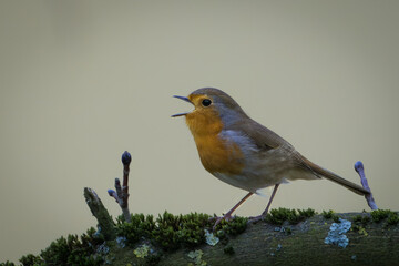 Rotkehlchen von der Seite 