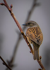 Ein Zaunk&ouml;nig am Ast 