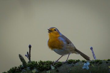 Ein singendes Rotkehlchen 