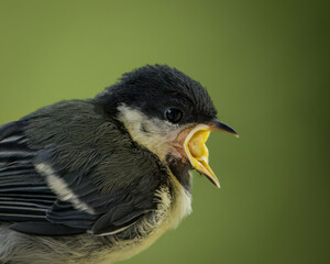 Eine Kohlmeise im Detail 