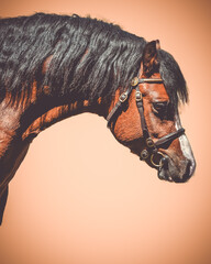 Welsh A stallion with show bridle and minimalistic background
