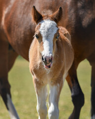 Little Welsh A foal moving lips after having a drink by his mother