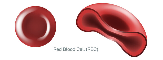 Red blood cells, scientific name erythrocytes, also referred to as red cells, red blood corpuscles or haematids, are the most common type of blood cell.