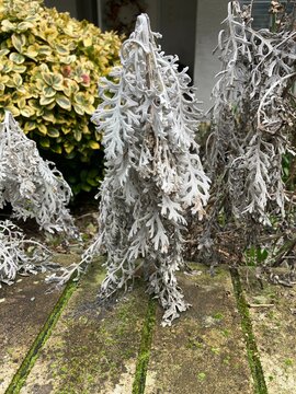 Artemisia stelleriana, dusty miller, silver lace, hoary mugwort