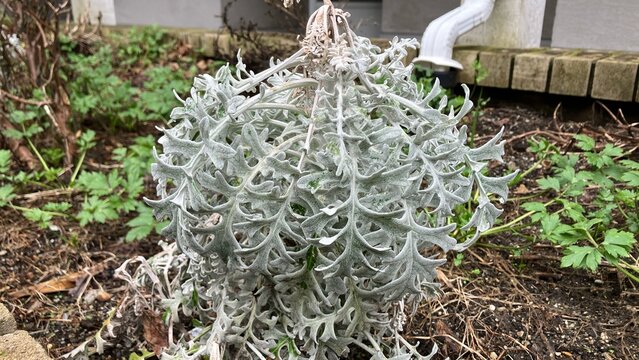 Dusty miller, silver ragwort, silver dust plant, silver lace bush