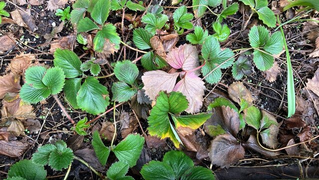 Fragaria vesca, strawberry green leaves