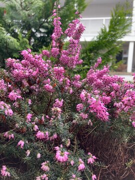 Erica carnea, winter heath, purple heather, schneeheide, calluna vulgaris