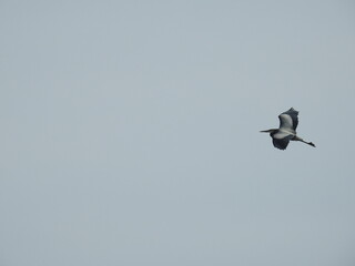A great blue heron flying across a blue sky, over the Bombay Hook National Wildlife Refuge, Kent County, Delaware.