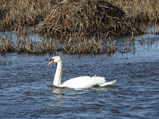 A beautiful mute swan swimming in the wetland waters of the Bombay Hook National Wildlife Refuge, Kent County, Delaware.