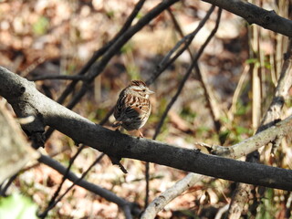 A song sparrow perched on a branch in a woodland forest, during the spring season. Bombay Hook National Wildlife Refuge, Kent County, Delaware.