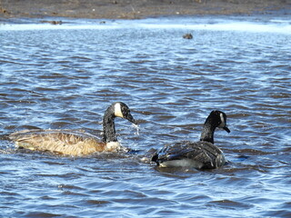 A pair of Canadian geese splashing in the wetland water, bathing themselves. Bombay Hook National Wildlife Refuge, Kent County, Delaware. 