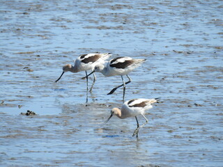 American avocets walking through the mud at low tide, in search of aquatic invertebrates to eat. Bombay Hook National Wildlife Refuge, Kent County, Delaware.