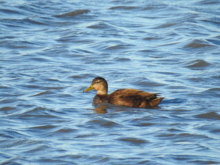 Female, American black duck, swimming in the wetland waters of the Bombay Hook National Wildlife Refuge, Kent County, Delaware.