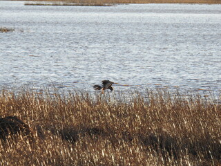 A Northern Harrier hovering over the wetland grasses hunting for prey. Bombay Hook National...