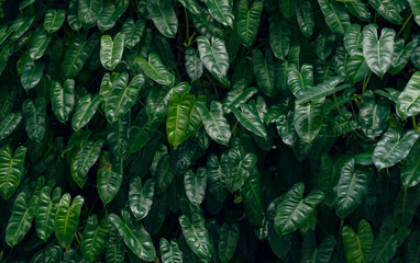 Tropical green leaves background, philodendron imbe close up