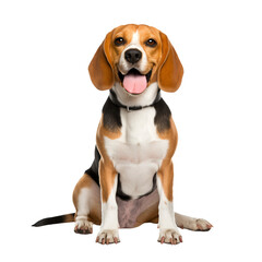 Happy Beagle dog in a full body sitting pose, Isolated on Transparent Background, PNG