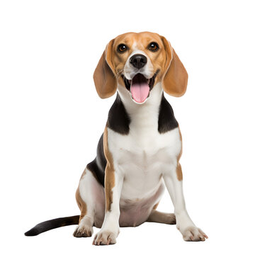 Full body shot of a happy Beagle dog sitting, Isolated on Transparent Background, PNG