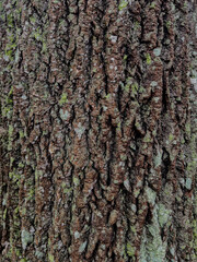 textured tree bark