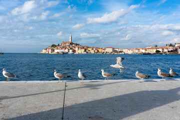 nice view of the sunny city of Rovinj with the adriatic sea with seagulls sunbathing on the pier