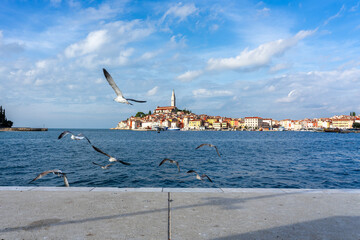 nice view of the sunny city of Rovinj with the adriatic sea with seagulls flying around
