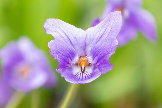 Sweet violet ( Viola odorata) spring  edible flowers