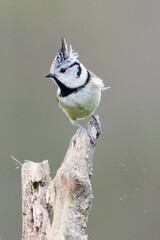Lophophanes cristatus aka crested tit. Small bird with funny haircut and amazing red devil eyes. Clear blurred background.